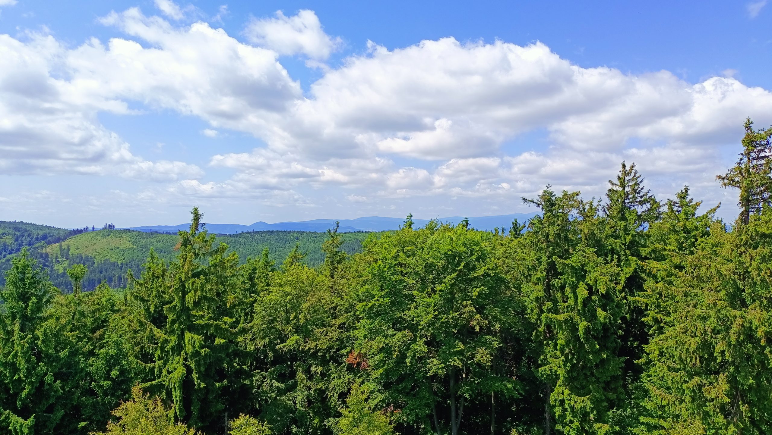 Dzikowiec Wielki: Nowa perła w koronie Sudetów. Dlaczego ta wieża widokowa to absolutny „must-see”?